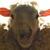 Black Sheep